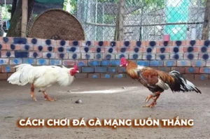 Tìm Hiểu Cách Chơi Đá Gà Sabong Tại DP568 Chi Tiết Dành Cho Tân Thủ