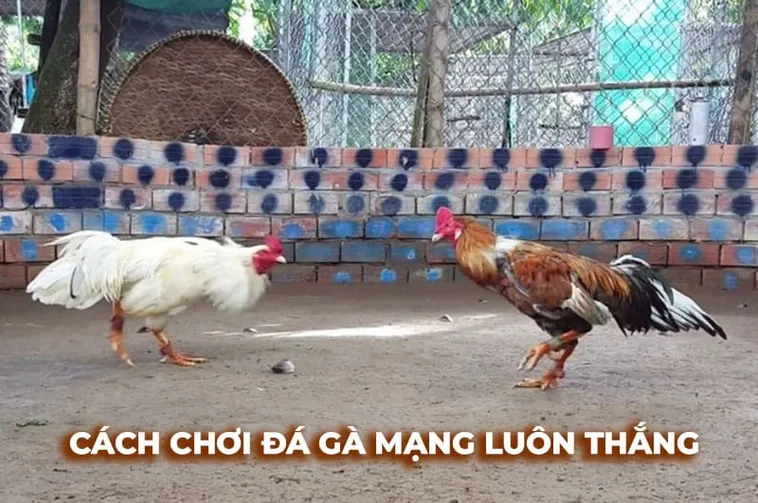 Tìm Hiểu Cách Chơi Đá Gà Sabong Tại DP568 Chi Tiết Dành Cho Tân Thủ 1 Tìm Hiểu Cách Chơi Đá Gà Sabong Tại DP568 Chi Tiết Dành Cho Tân Thủ