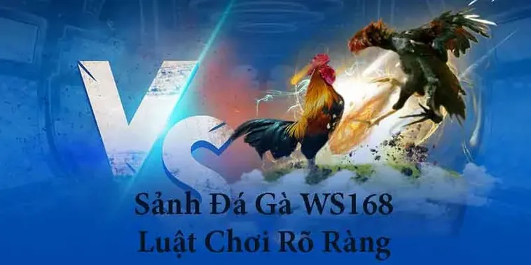 Nắm Vững Cách Chơi Đá Gà WS168 Tại DP568 Giúp Gia Tăng Tỷ Lệ Thắng