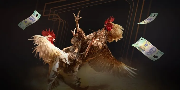 Trải Nghiệm Đỉnh Cao Đá Gà DP568 Trực Tiếp Kịch Tính Mỗi Ngày